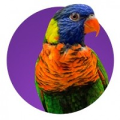 Photographie d'un oiseau
